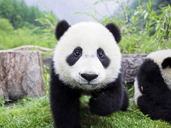 oso panda