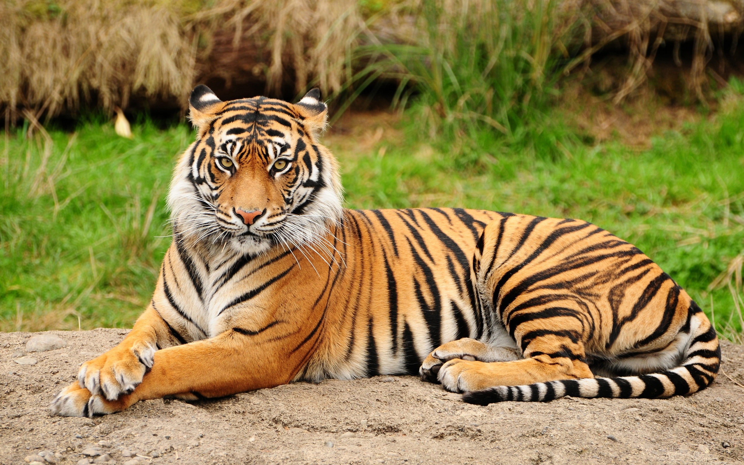 tigre